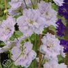 Delphinium Elatum